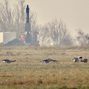 Greylag Goose