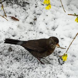 Eurasian Blackbird