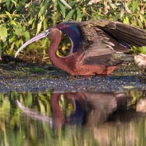 Glossy Ibis