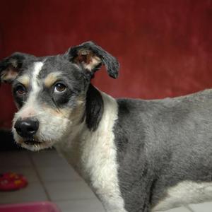 Unknown Breed