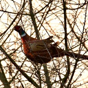 Common Pheasant