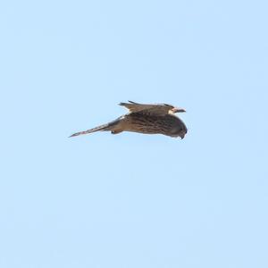 Common Kestrel