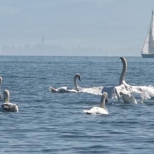 Mute Swan