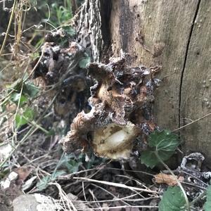 Hen-of-the-Woods