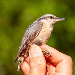 Western Rock-nuthatch