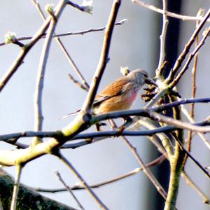 Eurasian Linnet