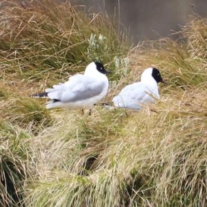 Andean Gull