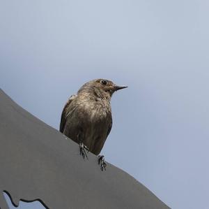 Black Redstart