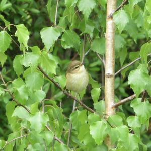 Common Chiffchaff