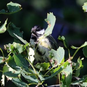 Great Tit