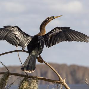 Anhinga