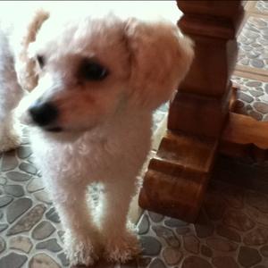 Unknown Breed