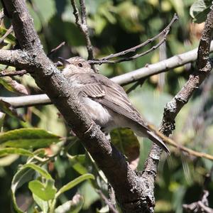 Spotted Flycatcher