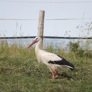 White Stork