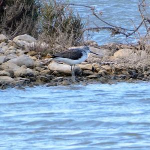 Common Greenshank