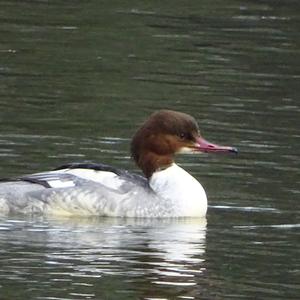 Common Merganser