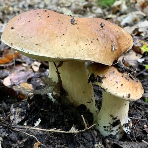 Summer Bolete