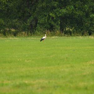 White Stork