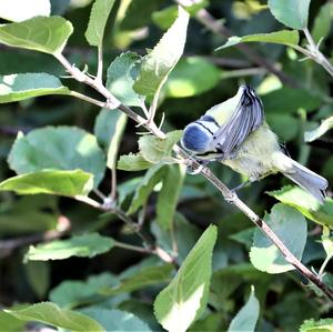 Blue Tit