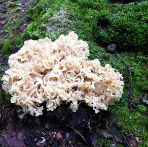 Eastern Cauliflower Mushroom