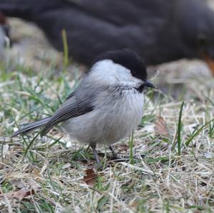 Willow Tit