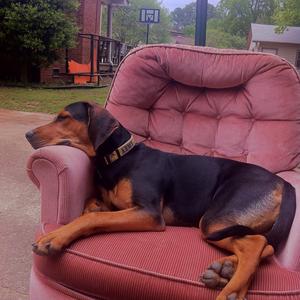 Black and Tan Coonhound