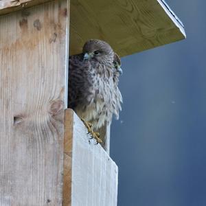 Common Kestrel