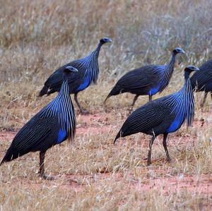 Vulturine Guineafowl