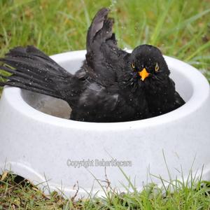 Eurasian Blackbird