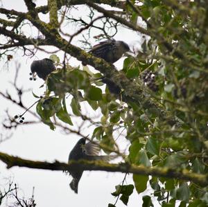 Common Starling