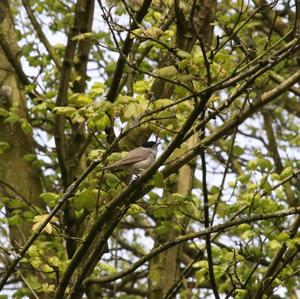 Blackcap