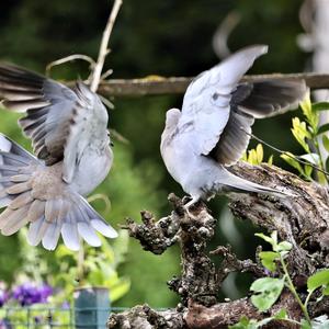 Eurasian Collared-dove