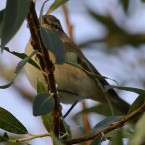 Common Chiffchaff