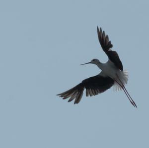 Black-winged Stilt