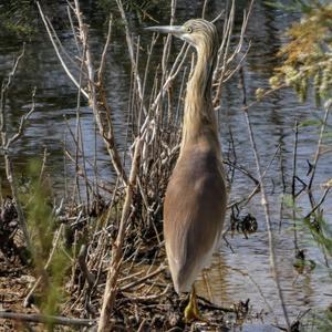 Squacco Heron