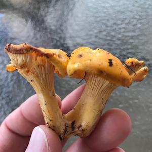 Chanterelle, Common