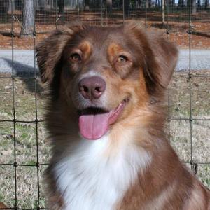 Australian Shepherd