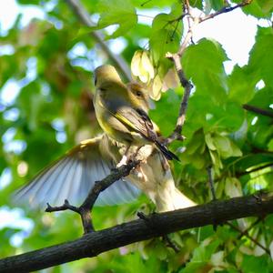 European Greenfinch