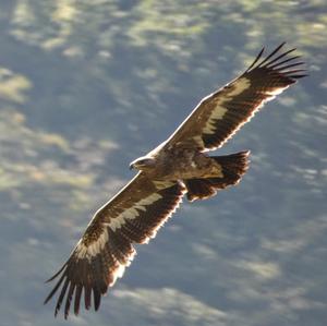 Steppe Eagle