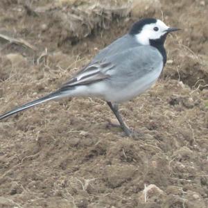 White Wagtail