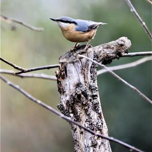 Wood Nuthatch