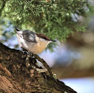 Brown-headed Nuthatch