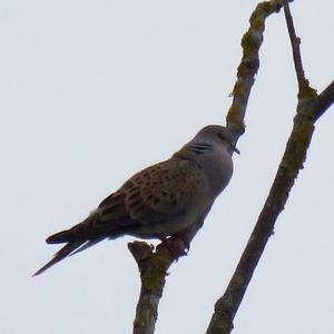 European Turtle-dove