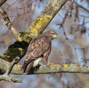 Mäusebussard