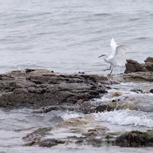 Great Egret