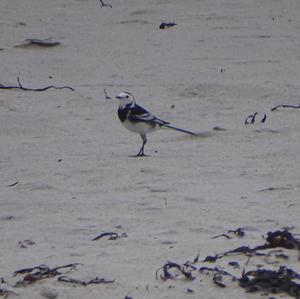 White Wagtail