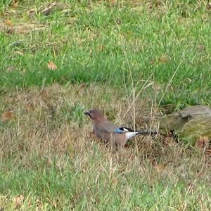 Eurasian Jay