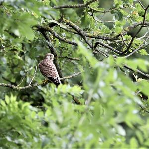 Common Kestrel