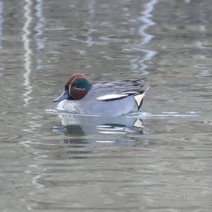 Common Teal