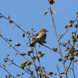 Tree Pipit